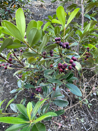 この植物は何と言う植物ですか？ 