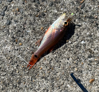 鹿児島でサビキ釣りをして下の魚が大量に釣れたのですが食べれますか？ 食べれるなら次持ち帰りたいです。 