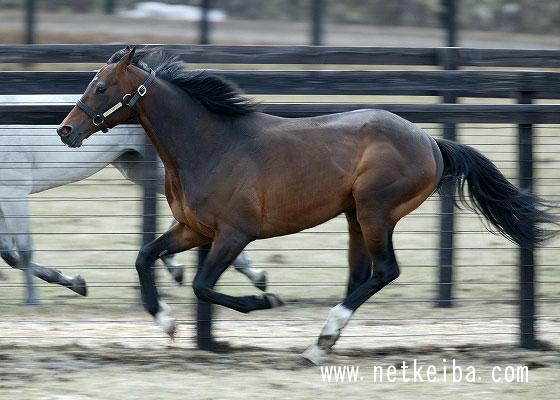 この画像の馬なんていう馬かわかる方いませんか？ 個人的には顔がディープインパクトに似てる気がします、、、