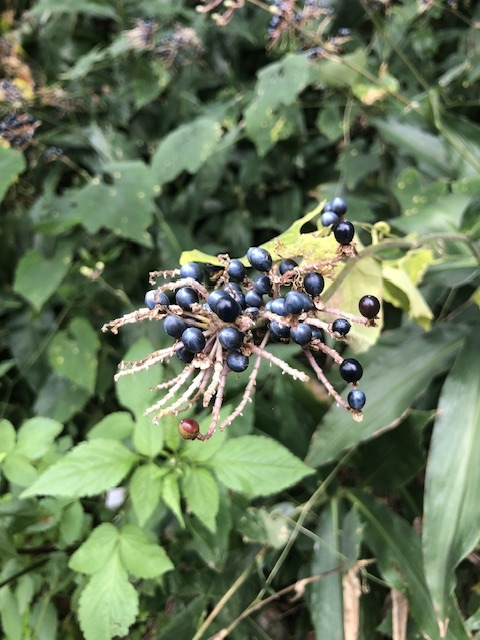 この植物の実は食べられるのでしょうか なんという植物ですか？