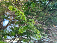 これはなんという樹木ですか？昨日、徳島県の剣山の山頂近くで撮影しました。よろしくお願いします。 