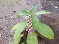 この植物の名前を教えて下さい。 