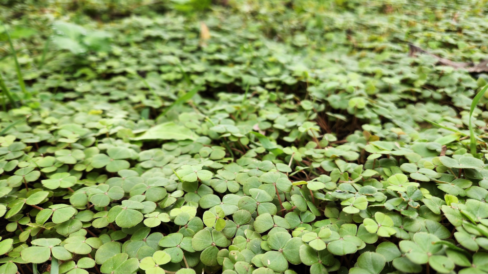 庭に生える雑草についての質問です。 母が独り暮らししている実家の庭が草ボーボーのジャングル状態になってしまった為、先月業者を手配して刈払い機等も動員してまっさらな状態にしてもらいました。 しかし今月見に来たら写真のような小さな草にビッシリ覆われていたのですが、何と言う植物でしょうか？ また、地道にこれ以外の草を取って、この小さな草に支配させるのもアリかなと思ったんですがどうでしょうか？