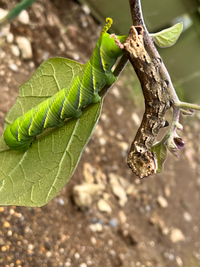 詳しい方教えてください。
庭のナスの枝に幼虫が付いているのですが何の虫の幼虫でしょうか？ 