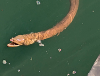 この生物（ウナギ？魚？）はなんですか？
11月9日に静岡県の焼津の海で泳いでいました。体長は1mくらいだったそうです。
名前がわかる方教えてください！ 