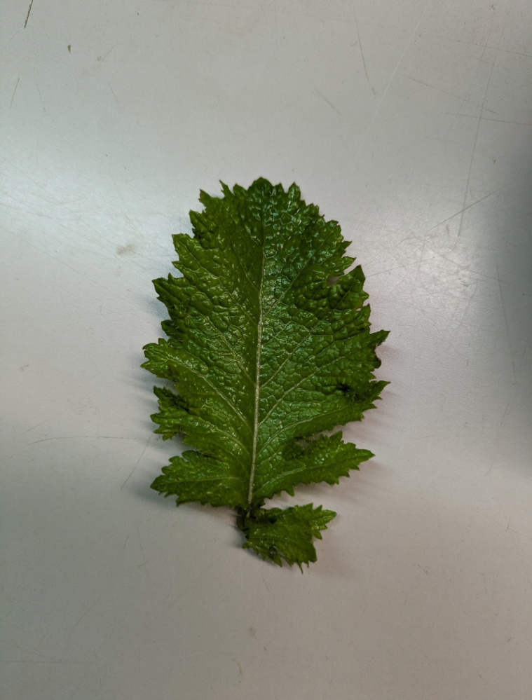 この草は食べても大丈夫ですか？からし水菜のような味がします。