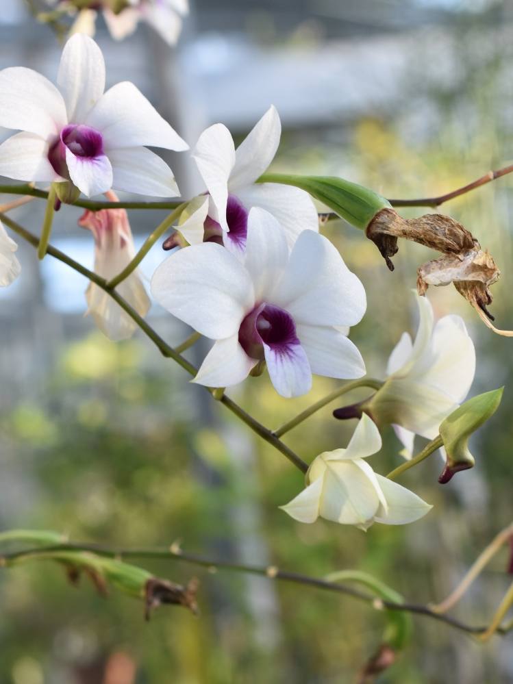 この花の名前を教えて下さい