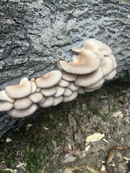 このキノコはなにですか？ 公園で見つけました。ヒラタケに似ていますが何でしょうか？