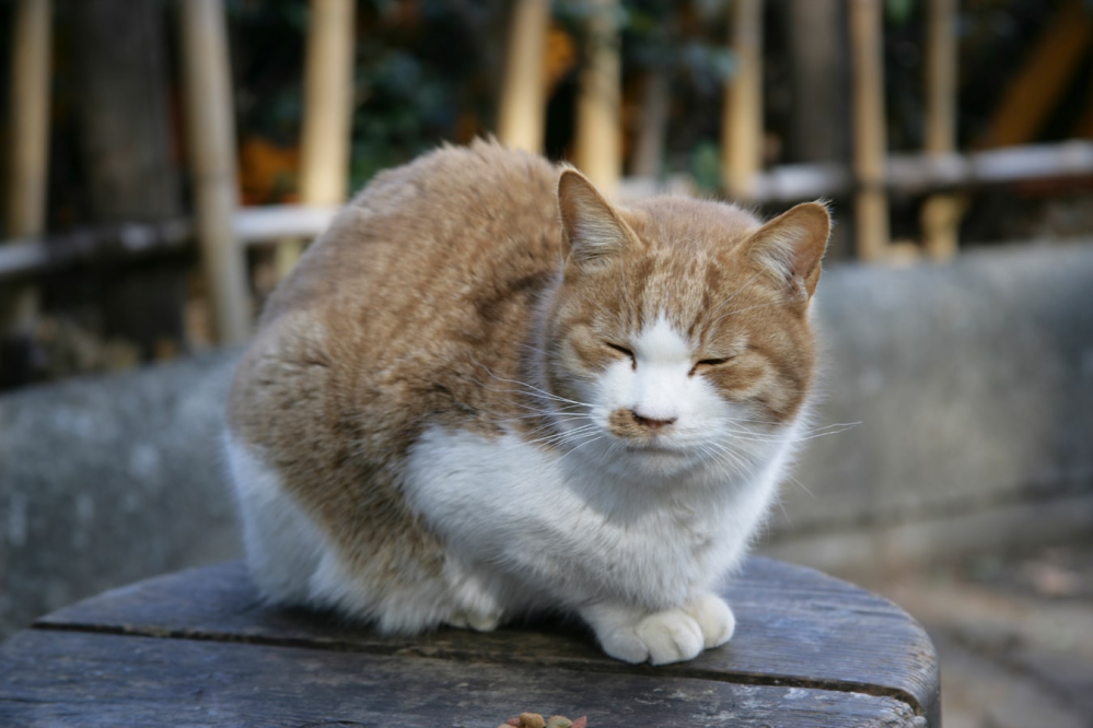 おじいちゃんの高齢猫でも、保護猫は里親なんでしょうか。