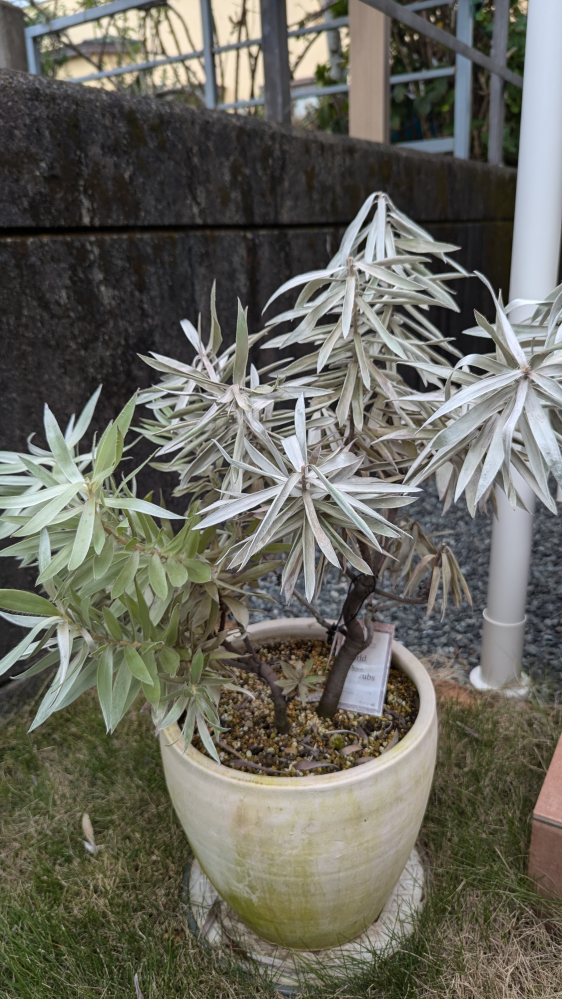 どなたか詳しい方、教えてください。 植物 リューカデンドロン アフリカーナですが、涼しくなってきたので、水を3日に一度位にしていたら、水不足で枯れてきてしまいました。 黒茶に枯れた先端を切ったのですが、その後どうすればいいのでしょうか？ 左側は緑で大丈夫そうですが、右側は固く茶色味かあるのでバッサリ切ったほうがいいのか、そのまま春まで持ち越したほうがいいのでしょうか。それとも右の方はもうダメそうですか？ ご教授いただけますと助かります。