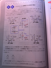 このページがほんとに意味わかんないです。全部覚えるしかないですか？ グルコースとガラクトースの平衡は原理的にも意味わかるんですけど、フルクトースのこれはほんとに意味わからなくて、βフルクトースって言われても五員環なのか六員環なのかもわかんないし、どうやって考えるんですか？至急お願いします！！