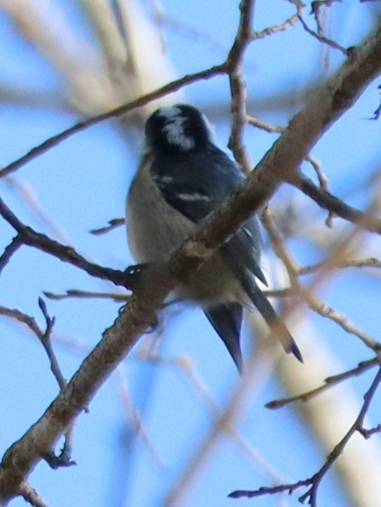 2024/11/16 北海道 森 鳥類 これは何でしょうか？