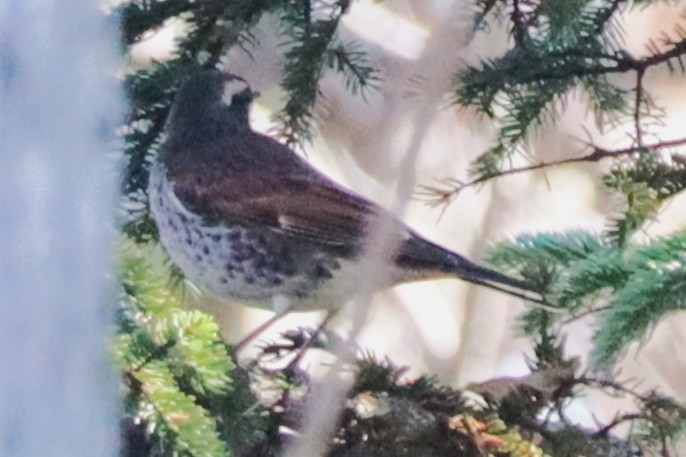 2024/11/16 北海道 森 鳥類 ツグミでしょうか？