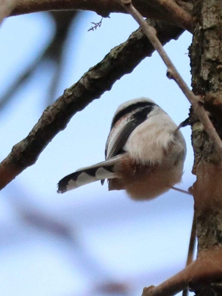 2024/11/16 北海道 森 鳥類 亜種シマエナガの後姿です。 尾羽の裏に、何か模様有りますが、 本州以南のエナガにもこういう模様はありますか？