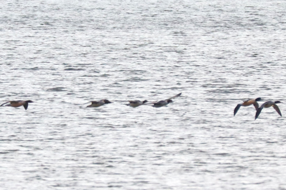 2024/11/10 北海道 ウトナイ湖 鳥類 これは何でしょうか？