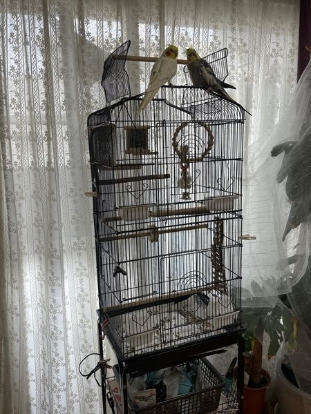 放鳥について質問です。 オカメインコを2羽飼ってます。 朝1時間、夜2時間ほど放鳥してますが、今度旅行に行きまるまる4日間留守にします。 ご飯や掃除は妹が一日一回来てくれますが、遠くから仕事の始まる前に来てくれるのでゆっくりする時間は無くあくまで世話をしに来てくれるだけです。 前に相談しましたが、ウチのオカメさん達はなかなか家に戻りませんので知らない人が来ても逃げまくるだけだと思います。 4日間鳥かごに入れたままでも大丈夫なのでしょうか？もしくは鳥籠を開けっぱなしにしてる方が良いのでしょうか？ 鳥籠は２つ分くっつけた様な高さのある大きさですが。どうでしょうか？