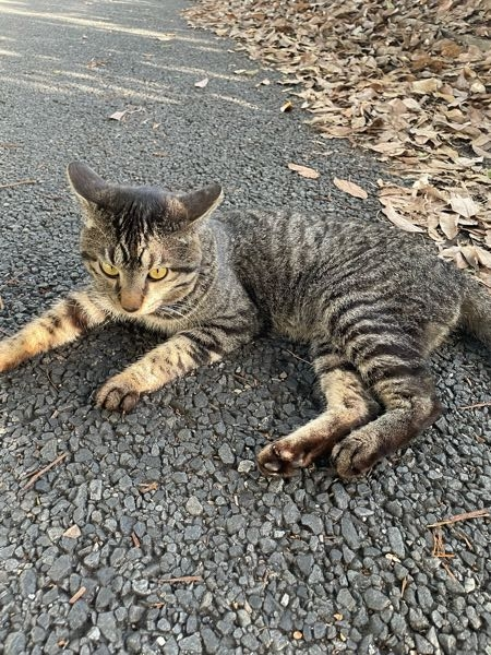 この大きさの猫って見た目から年齢とかわかったりします？ 近所の野良猫です。 3ヶ月前に近所にいたんですけど、最近見なくなったので死んだんかな...と思ってます。