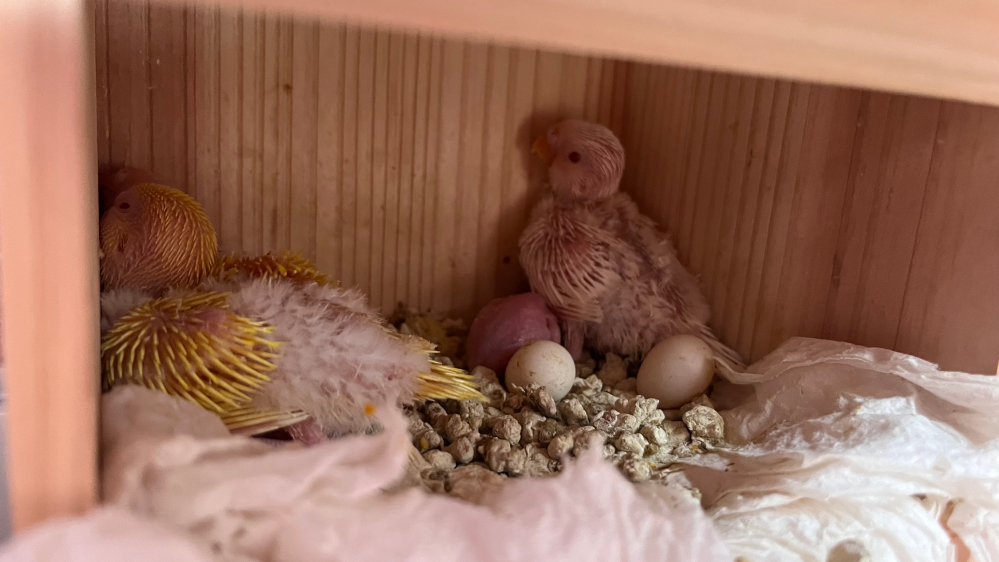 セキセイインコ巣上げのタイミングと雛を離していいか教えてください。 卵が6つ産まれて2つは中止卵。 11/1に1匹目、1日おきに3匹産まれ終わりだと思ってたら11/14に4匹目が産まれました。 巣あげのタイミングを見ていた時に4匹目だったのですがみんな一緒に巣あげしていいのかを悩んでます。 小さい子は巣箱に残した方がいいでしょうか？ 両親が2羽飼う予定なのですが先に産まれた子がいなくなったら母鳥はまた卵産んだりしますか？後に産まれた子を渡した方がいいとかありますか？ 宜しくお願い致します。