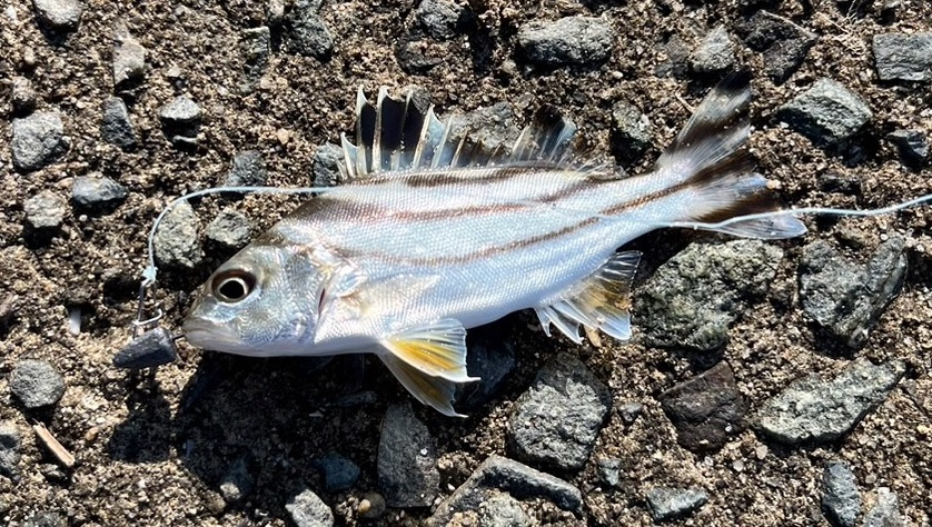 この魚の名前わかる方いますか？