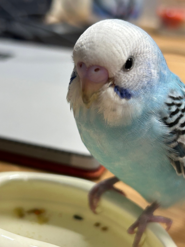 先日セキセイインコを迎えました。 オスメスの区別がつかないので、わかる方教えていただけないでしょうか。 9月生まれだそうです。