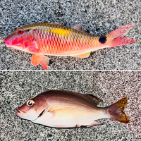 魚の名前を教えてください。
静岡県駿河区で釣れました。 どちらも20cm位で小さめですが、針を飲み込んでしまい、持って帰って来ましたが初めて釣りをした場所で釣った事のない魚だったので、魚種がハッキリせず困っています。

画像検索すると、
上がコバンヒメジ（オジサン？）
下がヒメフエダイかバラフエダイ

がヒットしましたが、バラフエダイには
「注●シガテラ毒などを持つ個体がある...