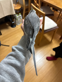 オカメインコについて質問です。

最近うちのオカメインコの尾羽が抜ける回数が著しく増え、残りの尾羽は一本のみです

大丈夫なのでしょうか。病院も考えていますが やはりストレスなどが原因でしょうか。

顔立ちはスッキリしていて、食欲もあります。
ケージの設定温度は26度で、ビニール製のカバーを掛けています。

よろしくお願いします。