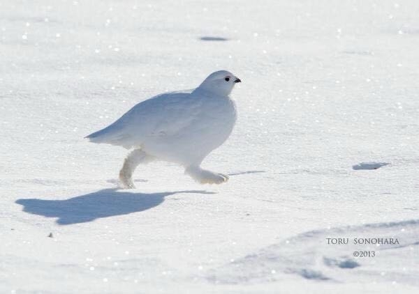 こういうの(雷鳥)が一番簡単に見れる山はどこですか？