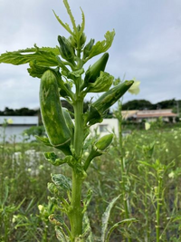 オクラ栽培に詳しい方にお尋ねしたいのですが、 写真にあるような、白いスジが入っているオクラが散見されます。寒いというか、涼しいくらいの気候で、曇り空が1週間ほど続いています。気温は22度くらい。…この気候のせいなのか。

はたまた、カメムシにチューチューされたのか。

どちらかだと思うのですが、
どちらでしょうか？

または、他に原因がありますでしょうか？
一体なんなのか知りたいです。

ご...