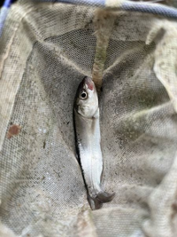 この魚の名前を教えてください
釣りで釣ったんですが釣り人のおじさんにウグイって言われたんですがウグイで合ってますか？ 