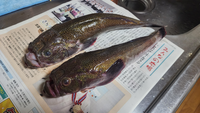 宮城県のスーパーで見慣れない魚を買いました。何の魚かな？ 