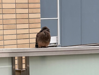 この鳥はキジバトでしょうか

鳥に詳しい方教えてください

よろしくお願いいたします 