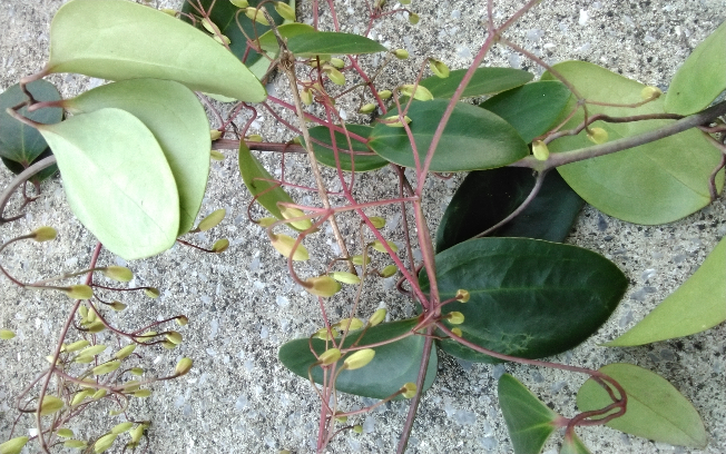 植物の名前を教えてください。 南の方です すごく高い木に絡まっていました。 根元は大きなカズラになっていました。 上の方は柔らかいカズラで花が咲く前のつぼみです。 多分ですが昨年見た時に花は白かったと思います。 寒い時期に開花していたような気がします。 茎は赤茶色系のような色です。 宜しくお願いいたします。