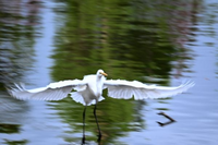 カメラ初心者です。今日初めて鳥を撮る機会があったのですが帰って見返してみるとブレブレでした。綺麗に撮る方法を教えて欲しいです。 下の写真は絞り値優先にしていて、解放値f6.3 ss1/100 ev+-0 iso1250です。
単純に自分が鳥を追う技術が無いのもあると思うのですが、鳥を撮影する際はss1/100じゃ足りませんか？isoも1250よりもっと上げるべきでしたか？
優しい回答お願いし...