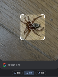 このクモは毒ありますか？
Googleの写真から調べたら帰化蜘蛛？
本名？なのか知らないですが出てきて。。 他にも知恵袋で同じような蜘蛛を質問している方がいてその方のベストアンサーは無毒のヒラタグモだったのですが

最近首に吸血鬼に噛まれたような跡があり痒くなったりして、、。二の腕も荒れてるし。
でも寒くなってきて乾燥するとよく体中痒くなることあるのでわからないです！
こいつのせ...