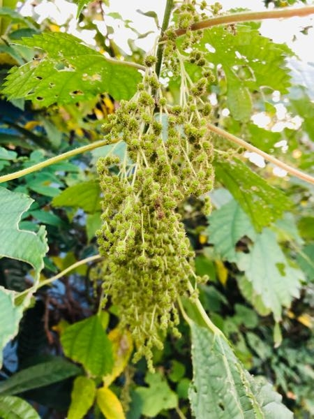 この植物の名前を教えて下さい。 よろしくお願い致します☆^ ^