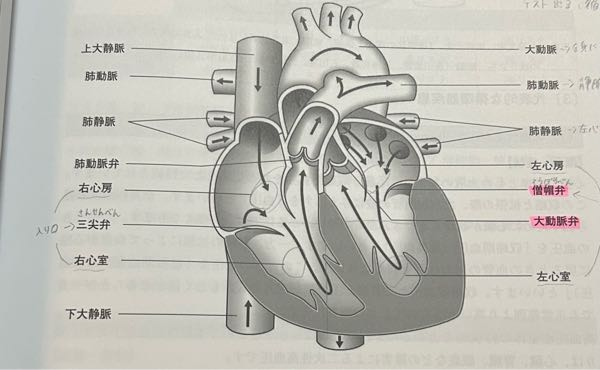 至急回答お願いします！！ この図の中で循環器の流れを全て教えて頂けませんか？？？？(><) 始まりから終着点まで全て教えてください！ 例えば、左心房→肺静脈など全て教えてください。 至急回答お願いします。
