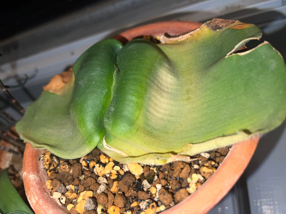haemanthusdeformis(ハエマンサス/デフォルミス)につい... - Yahoo!知恵袋