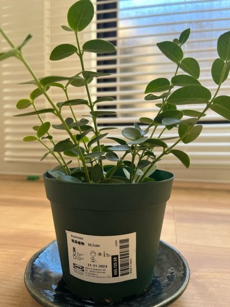 この植物何でしょうか？IKEAで買いました。