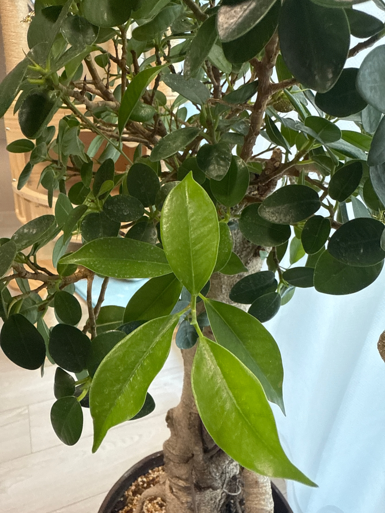 パンダガジュマルについて質問です。おそらく普通のガジュマルに接