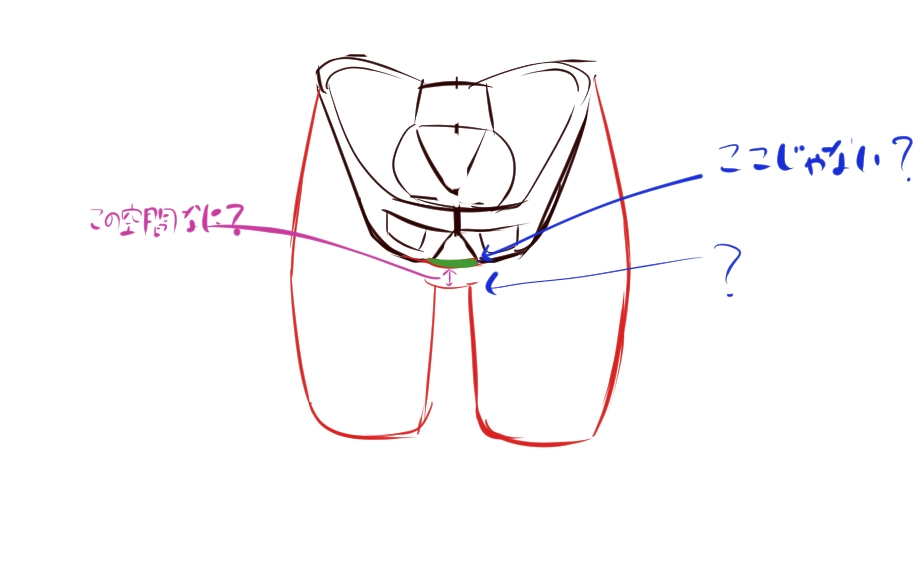 絵の練習をしている者です。 股関節？お股？について質問です。 よく解剖学の画像で股が坐骨より下の位置にあるのを見かけるのですが、股は坐骨の位置からではないのでしょうか？坐骨に会陰膜が付いていて、その上に陰部が付いて股になると思うのですが、どうなんでしょうか？ また、坐骨より下から始まるとしたら、坐骨と股の間は何によって空間ができているのか教えていただきたいです。