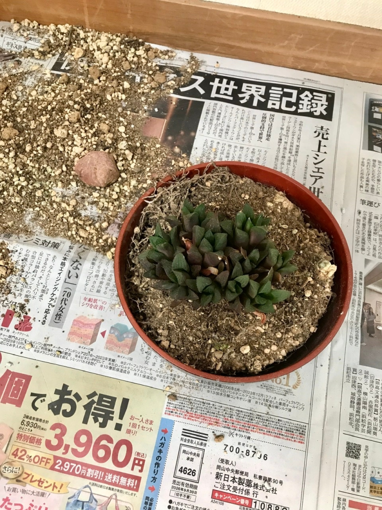 ギボウシを鉢植えで育てているのですが、葉先がほとんど枯れた様になってしま... - Yahoo!知恵袋