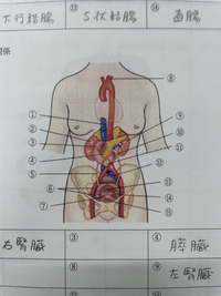 【至急】各臓器と血管の名前を教えてください 