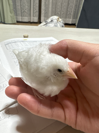 文鳥の雛について質問です。
今私は生後2ヶ月の雛を4日前から飼っています。 3日目の頃から気づいたのですが、目のアイリングが真っ白で、くちばしもそんないい色ではないんです、まだ手乗り文鳥でもないのに手でも足でもどこでもすぐ寝てしまうし4日目の昼ぐらいからご飯やお水を食べなくなってしまったのですけど、これってなにかの病気ですかね、？