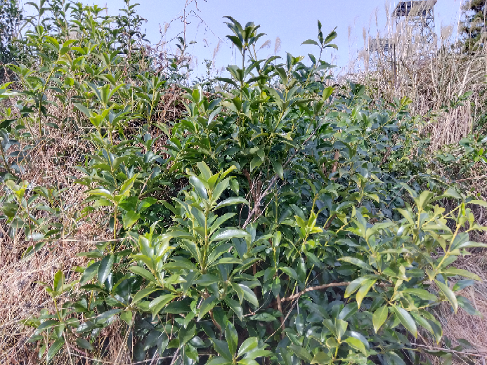 この作物は何ですか? 静岡の茶畑の隣で栽培されています