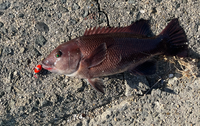 この魚の名前を教えてください！！
テトラポットで釣れました 