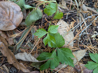 これは三つ葉ですか？

香りは茶碗蒸しに入っている三つ葉とほぼ同じに思えます

食べられる野草ですか？ 