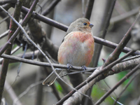 この鳥の名前教えてください。 