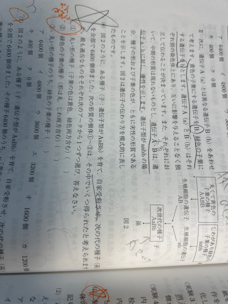 至急です!! 入試が近いので、、(6)の3番なのですが、この問題は丸い形をAしわをa黄色をB緑色をｂにしていて、答えが、6400×（丸になる確率の）3／4×（緑色になる確率）1／4なのですが、出来る種類がABAB.ABab.ABab.ababになるのですが、丸色の形は緑を持ってなくないですか？解説も含めて よろしくお願いしますm(*_ _)m