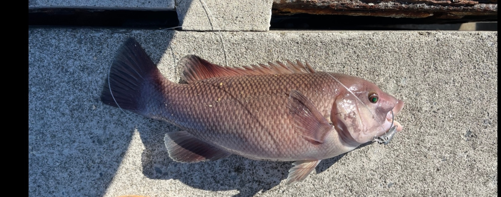 カラス貝餌での堤防足下での石鯛等、石磯竿 釣竿（和竿） 実釣未使用 - 釣り