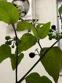 この植物はなんですか？ 去年植え替えたシクラメンの苗から出てきました

だべられる実でしょうか？


わかる方教えてくださいよろしくお願いします


美味しいので何粒か食べてしまいました 